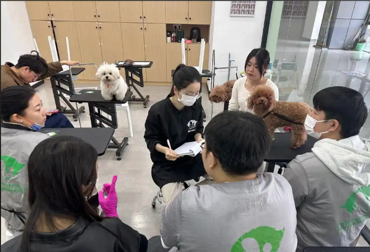 东方市宠物美容学习宠物美容培训学校 - 厂家